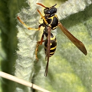 Polistes (Polistes) chinensis at Campbell, ACT - 16 Oct 2024 01:43 PM