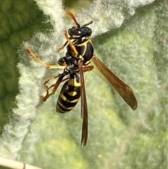 Polistes (Polistes) chinensis at Campbell, ACT - 16 Oct 2024 01:43 PM