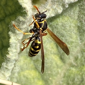 Polistes (Polistes) chinensis at Campbell, ACT - 16 Oct 2024 01:43 PM