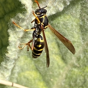 Polistes (Polistes) chinensis at Campbell, ACT - 16 Oct 2024 01:43 PM