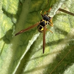 Polistes (Polistes) chinensis at Campbell, ACT - 16 Oct 2024 01:43 PM