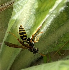 Polistes (Polistes) chinensis at Campbell, ACT - 16 Oct 2024 01:43 PM