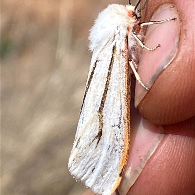 Aloa marginata (Donovan's Tiger Moth) at Campbell, ACT - 16 Oct 2024 by SteveBorkowskis