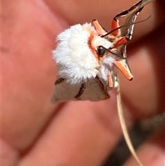 Aloa marginata at Campbell, ACT - 16 Oct 2024 01:57 PM