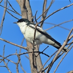 Lalage tricolor (White-winged Triller) at Copeton, NSW - 11 Oct 2024 by MichaelWenke