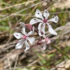 Burchardia umbellata (Milkmaids) at Hall, ACT - 16 Oct 2024 by JaneR