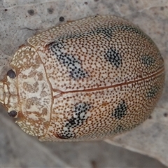 Paropsis atomaria (Eucalyptus leaf beetle) at Hall, ACT - 4 Oct 2024 by Anna123