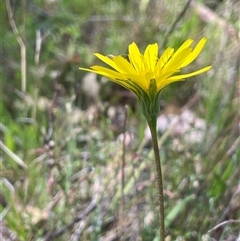 Microseris walteri (Yam Daisy, Murnong) at Hall, ACT - 16 Oct 2024 by JaneR