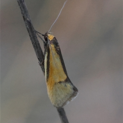 Philobota undescribed species near arabella (A concealer moth) at Deakin, ACT - 16 Oct 2024 by LisaH