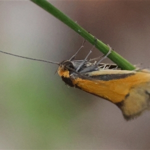 Philobota undescribed species near arabella at Deakin, ACT - 16 Oct 2024