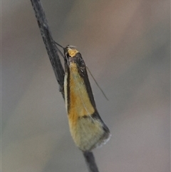 Philobota undescribed species near arabella at Deakin, ACT - 16 Oct 2024