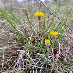 Leptorhynchos squamatus at Kambah, ACT - 16 Oct 2024