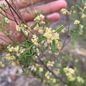 Pomaderris angustifolia at Kambah, ACT - suppressed