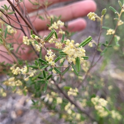 Pomaderris angustifolia (Pomaderris) at Kambah, ACT - 16 Oct 2024 by AlexSantiago