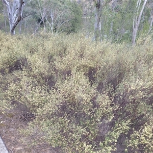 Pomaderris angustifolia at Kambah, ACT - suppressed