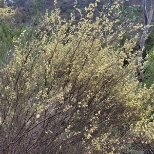 Pomaderris angustifolia at Kambah, ACT - suppressed