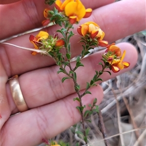 Pultenaea procumbens at Kambah, ACT - 16 Oct 2024 05:10 PM