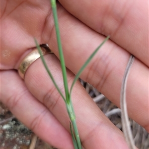 Petrorhagia sp. at Kambah, ACT - 16 Oct 2024