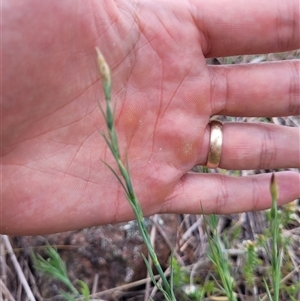 Petrorhagia sp. at Kambah, ACT - 16 Oct 2024 04:50 PM