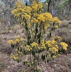 Pomaderris intermedia (Golden Pomaderris) at Yarralumla, ACT - 12 Sep 2024 by AlexSantiago