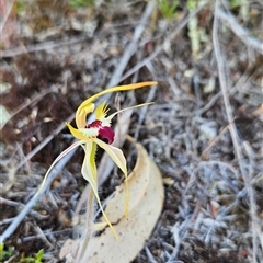 Caladenia parva (Brown-clubbed Spider Orchid) at Kambah, ACT - 16 Oct 2024 by BethanyDunne