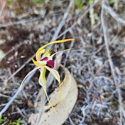 Caladenia parva (Brown-clubbed Spider Orchid) at Kambah, ACT - 16 Oct 2024 by BethanyDunne