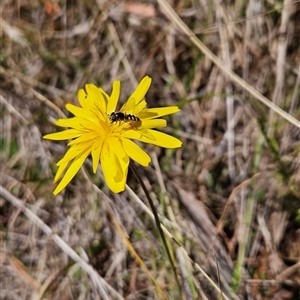 Microseris walteri at Tennent, ACT - 16 Oct 2024 10:53 AM