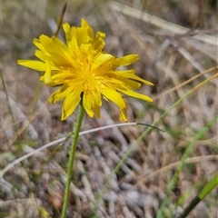 Microseris walteri at Tennent, ACT - 16 Oct 2024 10:53 AM