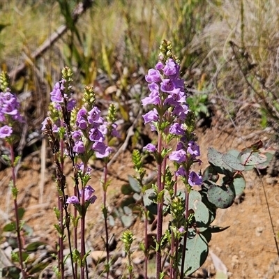 Euphrasia collina subsp. paludosa at Tennent, ACT - 15 Oct 2024 by BethanyDunne