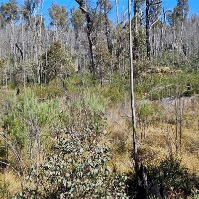 Ozothamnus rosmarinifolius (Rosemary Everlasting) at Tennent, ACT - 15 Oct 2024 by BethanyDunne