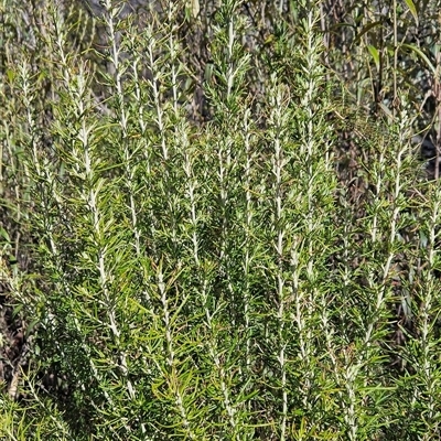 Ozothamnus rosmarinifolius (Rosemary Everlasting) at Tennent, ACT - 15 Oct 2024 by BethanyDunne