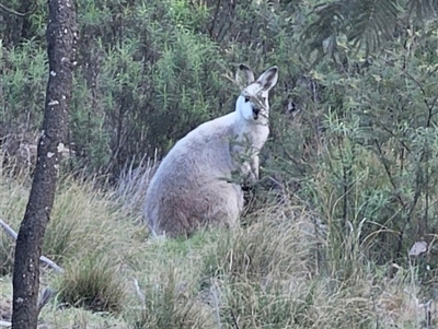 Notamacropus rufogriseus (Red-necked Wallaby) at Captains Flat, NSW - 16 Oct 2024 by Csteele4