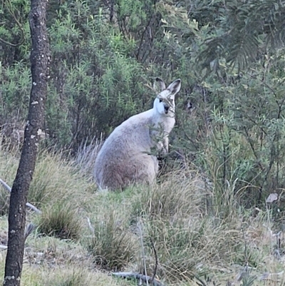 Notamacropus rufogriseus (Red-necked Wallaby) at Captains Flat, NSW - 16 Oct 2024 by Csteele4