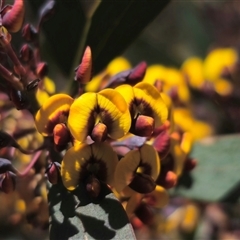 Daviesia suaveolens at Rossi, NSW - 16 Oct 2024 by Csteele4