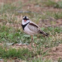 Charadrius melanops (Black-fronted Dotterel) at Gordon, ACT - 15 Oct 2024 by RodDeb