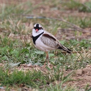 Charadrius melanops at Gordon, ACT - 15 Oct 2024 02:41 PM