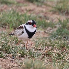 Charadrius melanops at Gordon, ACT - 15 Oct 2024 02:41 PM