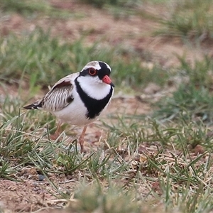 Charadrius melanops at Gordon, ACT - 15 Oct 2024