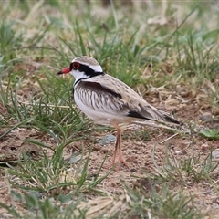 Charadrius melanops at Gordon, ACT - 15 Oct 2024 02:41 PM