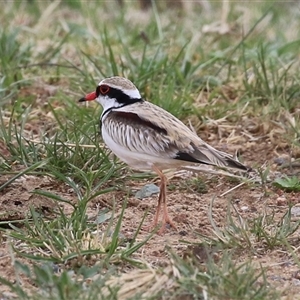 Charadrius melanops at Gordon, ACT - 15 Oct 2024 02:41 PM