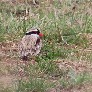 Charadrius melanops at Gordon, ACT - 15 Oct 2024 02:41 PM