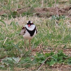 Charadrius melanops at Gordon, ACT - 15 Oct 2024