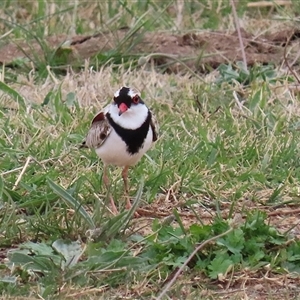 Charadrius melanops at Gordon, ACT - 15 Oct 2024