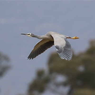 Egretta novaehollandiae (White-faced Heron) at Gordon, ACT - 15 Oct 2024 by RodDeb