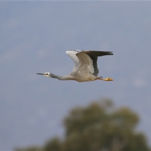 Egretta novaehollandiae at Gordon, ACT - 15 Oct 2024 02:32 PM