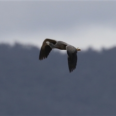 Egretta novaehollandiae at Gordon, ACT - 15 Oct 2024