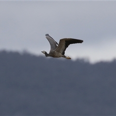 Egretta novaehollandiae at Gordon, ACT - 15 Oct 2024 02:32 PM