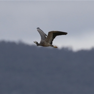 Egretta novaehollandiae at Gordon, ACT - 15 Oct 2024 02:32 PM