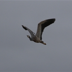 Egretta novaehollandiae at Gordon, ACT - 15 Oct 2024