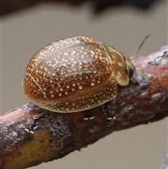 Paropsisterna cloelia (Eucalyptus variegated beetle) at Hall, ACT - 4 Oct 2024 by Anna123